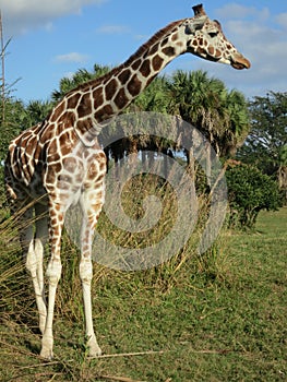 Giraffe