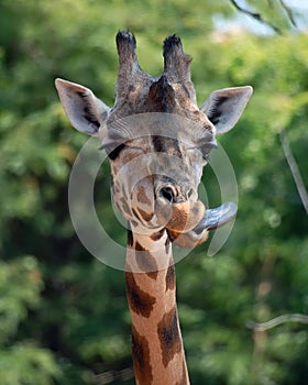 Giraffe