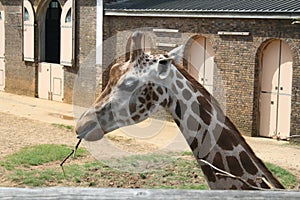 Giraffe