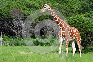 Giraffe