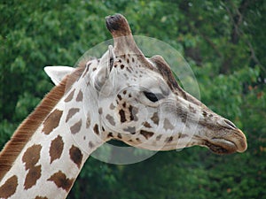 Giraffe