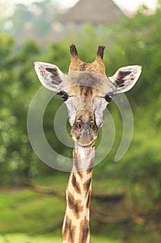 Giraffe