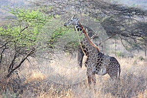 Giraffe