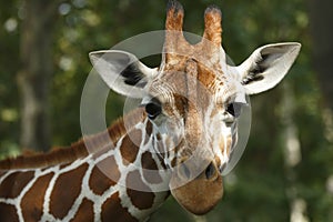 Giraffe