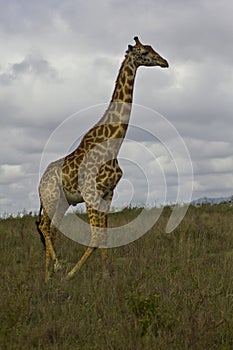 Giraffe