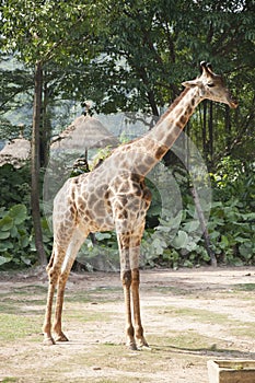 Giraffe