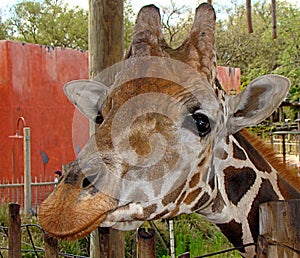 Giraffe