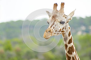 Giraffe