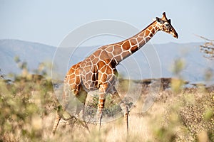 Giraffe