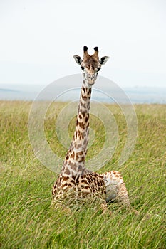 Giraffe