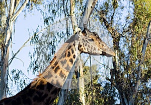 Giraffe