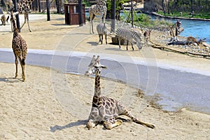 Giraffe