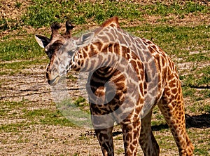 Giraffe