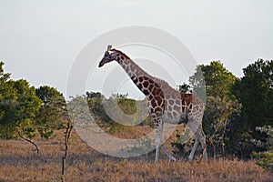 Giraffe