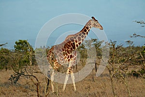 Giraffe