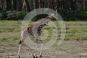 Giraffe