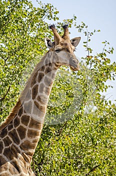 Giraffe