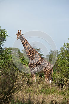 Giraffe