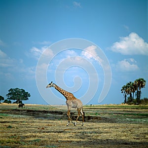 Giraffe