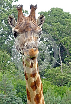 Giraffe