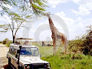 Giraffe img