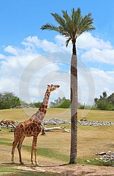 Giraffe