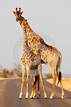 Giraffe