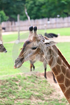 Giraffe