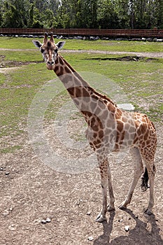 Giraffe