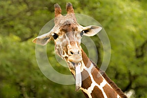 Giraffe