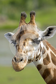 Giraffe