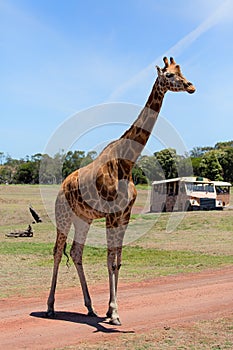 A giraffe