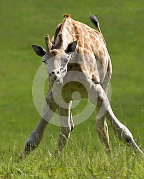 Giraffe