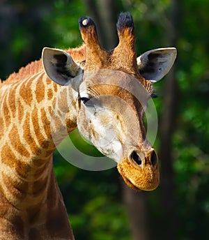 Giraffe