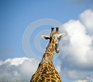 Giraffe photo