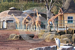 Giraffe