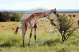 Giraffe