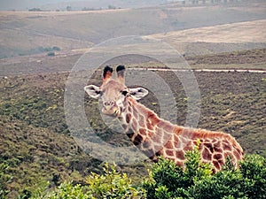 giraffe