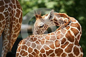 Giraffe