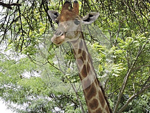 Giraffe