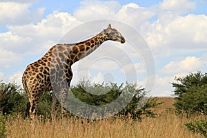 Giraffe