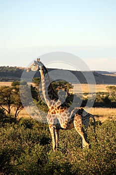 Giraffe