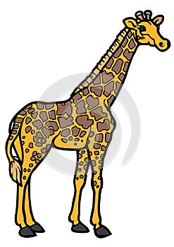 Giraffe