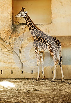 Giraffe