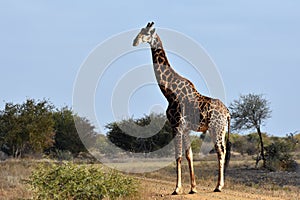 Giraffe