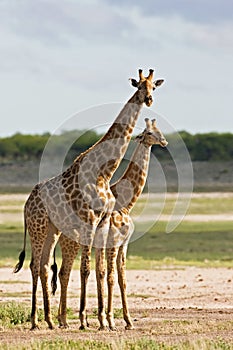 Giraffe