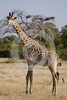 Giraffa 