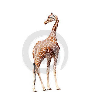 Giraffa 