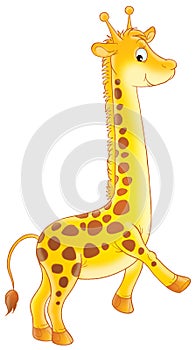 Giraffa 