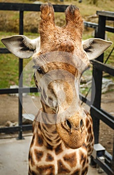 Giraffe